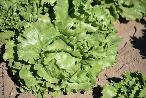 Yuma, AZ. U.S.A. 11/2024.  At the convergence of Arizona, California, Mexico and the Colorado River is Yuma, Arizona, the Winter Lettuce capital of North America. 
