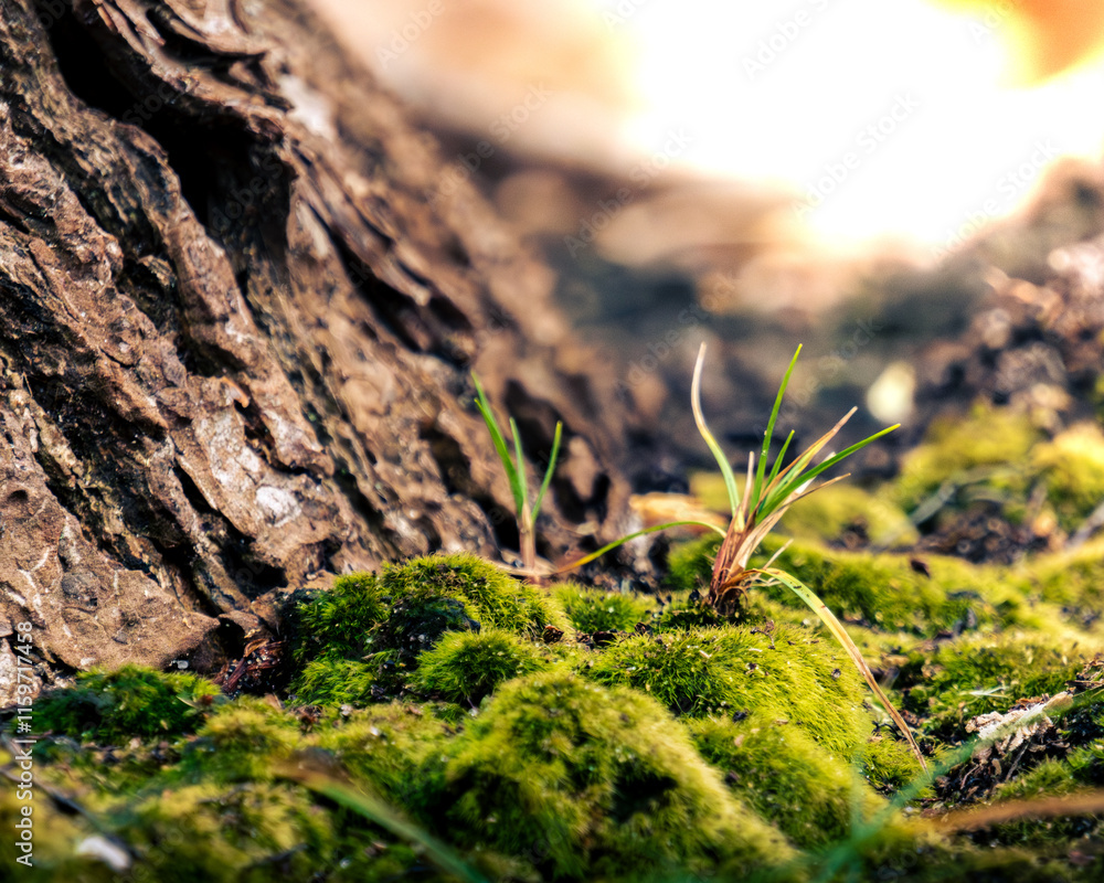 moss around base of tree trunk moss around base of tree trunk
