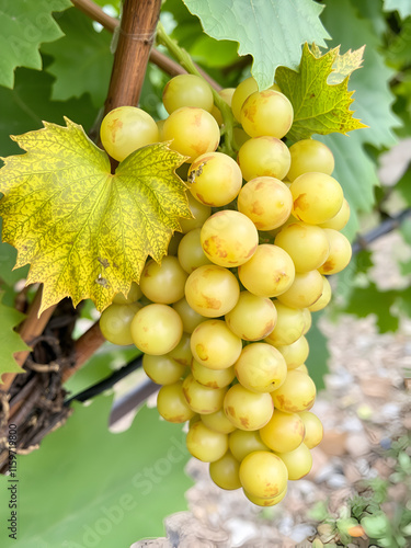 Interveinal chlorosis caused by iron or nitrogen deficiency on a grape vine with grapes. Agriculture, viticulture problem. photo