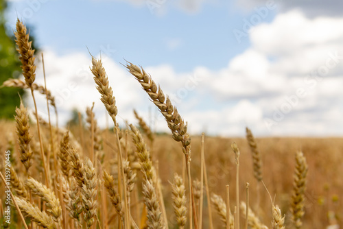 Golden wheat swaying gently in a sunny field under a blue sky photo