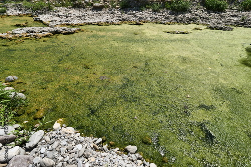 Algae invade the river with little water causing drought photo