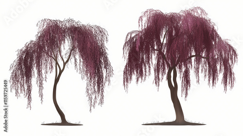 Agonis flexuosa burgundy (burgundy willow myrtle, weeping peppermint willow) frontal set trees isolated png on a transparent background perfectly cutout. Willow. Illustration photo