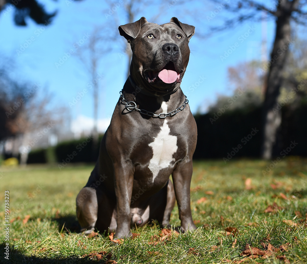 a strong american stafford dog in the park a strong american stafford dog in the park