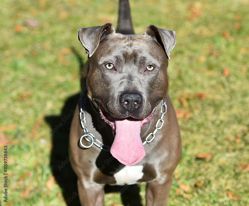 a strong american stafford dog in the park a strong american stafford dog in the park