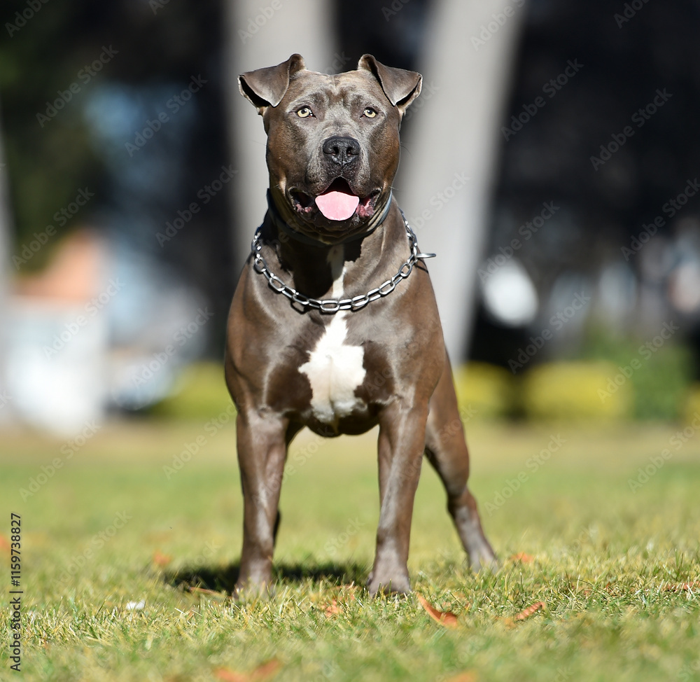 a american stafford terrier in the park a american stafford terrier in the park