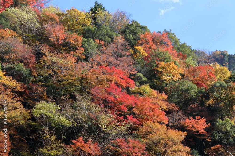 大荒の滝もみじ峡 秋化粧 (高知県 香美市) 大荒の滝もみじ峡 秋化粧 (高知県 香美市)