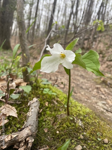 flower in the forest