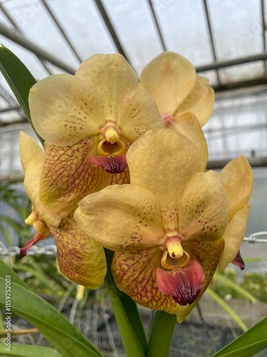 orchid