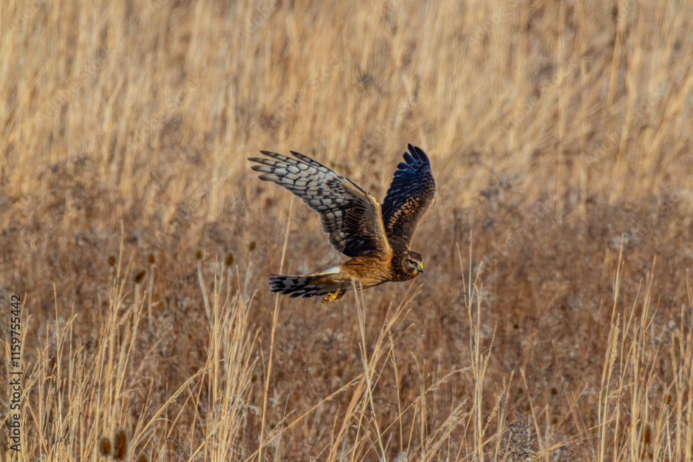 Fototapeta premium Northern Harrier