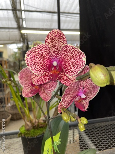 pink and white orchid