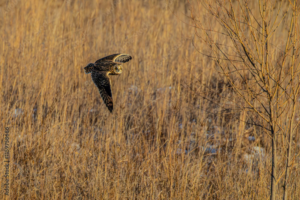 Short-eared owl