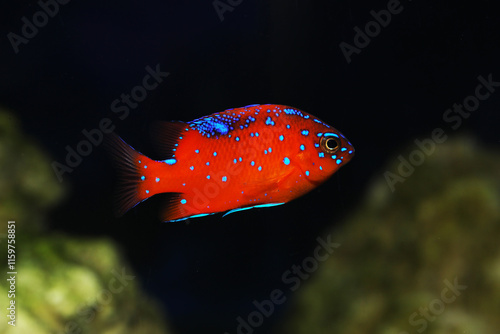 Juvenile Garibaldi damselfish (Hypsypops rubicundus) symbol of California State Marine Fish