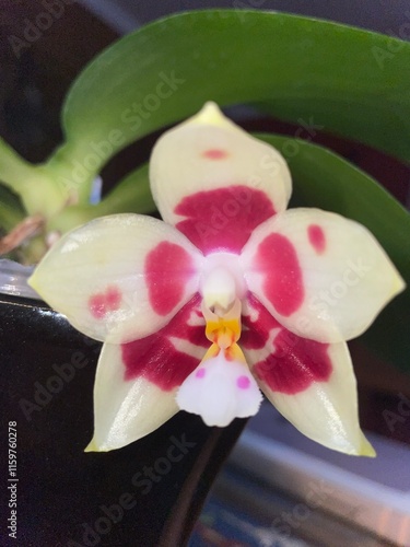 orchid on black background