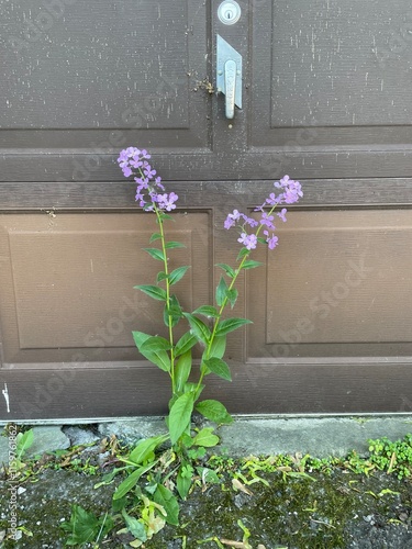 flowers in a window