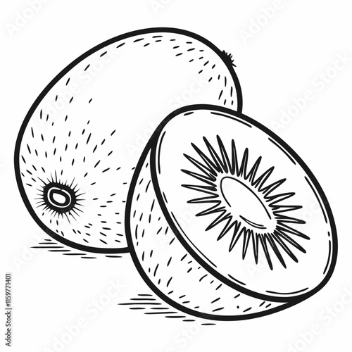 illustration of kiwi fruit