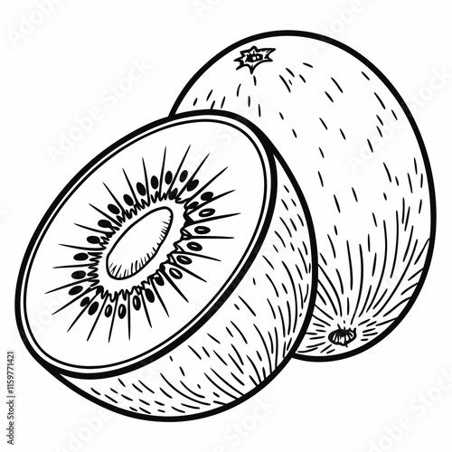 illustration of kiwi fruit