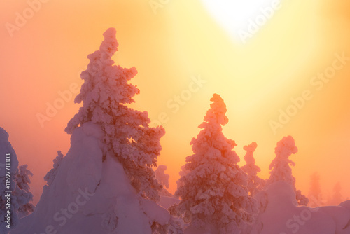 Trees with heavy coating of hoar frost in a mist during a cold sunset in Valtavaara near Kuusamo, Northern Finland	 photo