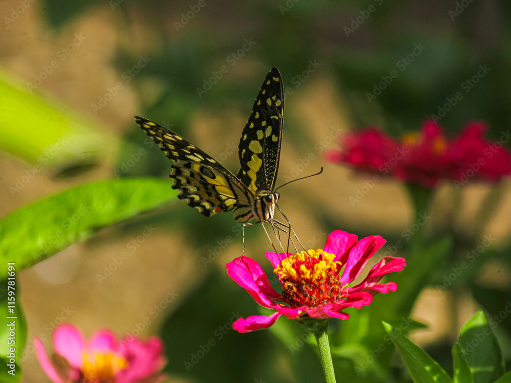 Two Butterflies on a Pink Flower