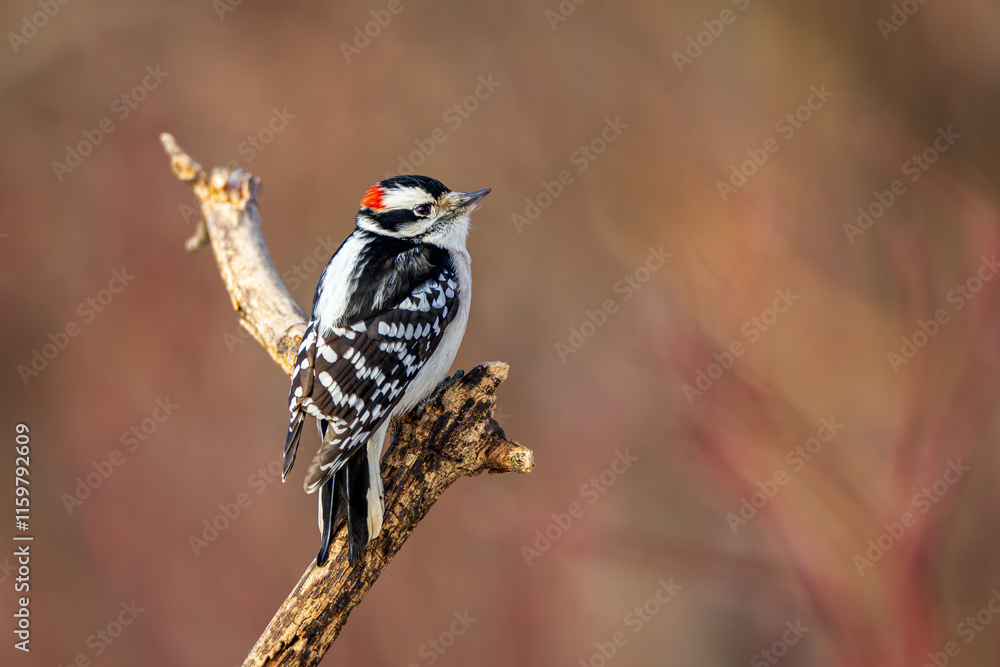 A male downy woodpecker perched on a branch