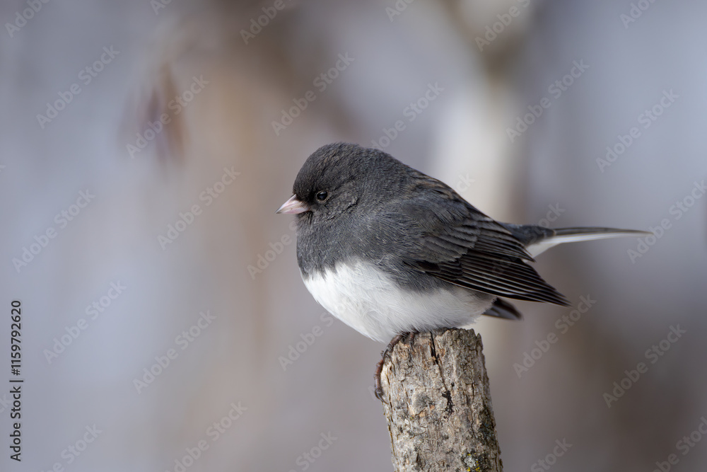 A male dark eyed junco perched on a branch