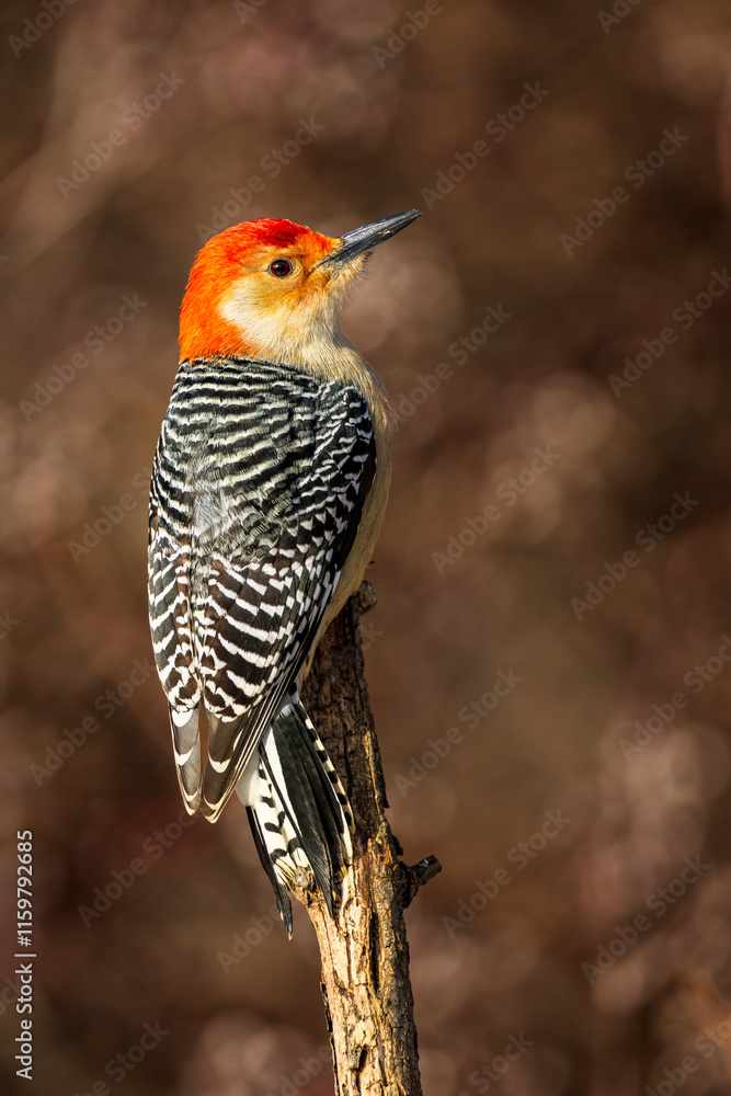 A male Red Bellied Woodpecker perched on a branch