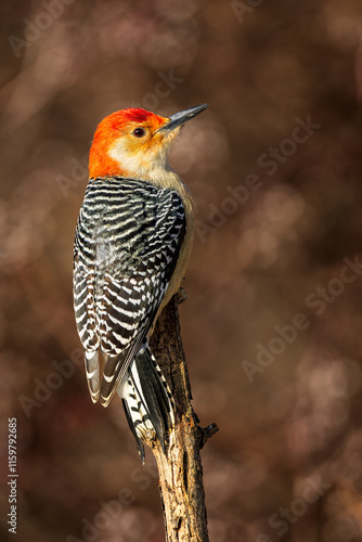 Obraz na płótnie A male Red Bellied Woodpecker perched on a branch w salonie
