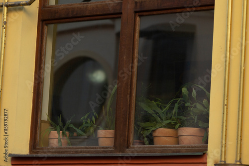 A beautifully designed window displaying various potted plants located inside an urban residential building structure photo