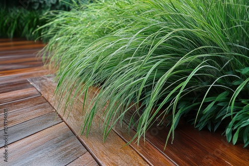 Brown Ipe wood deck and green Carex Ice Dance ornamental grass photo