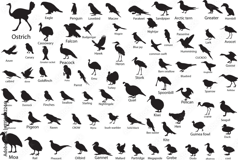 Obraz premium Comprehensive Silhouette Collection of 100 Birds Including Eagle, Duck, Parrot, Peacock, Owl, Penguin, Hummingbird, Woodpecker, Pheasant, Crane, Swallow, Nightingale, Hawk, and More 