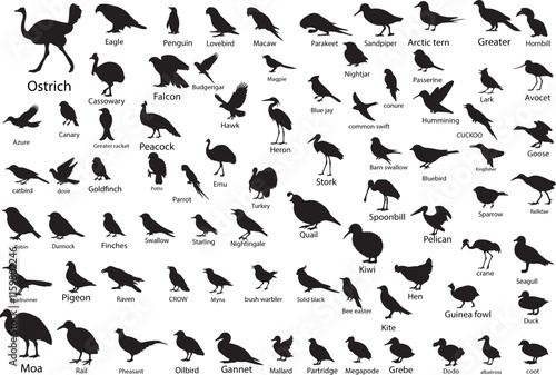 Comprehensive Silhouette Collection of 100 Birds Including Eagle, Duck, Parrot, Peacock, Owl, Penguin, Hummingbird, Woodpecker, Pheasant, Crane, Swallow, Nightingale, Hawk, and More
