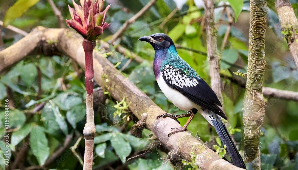The Vibrant and Colorful Bali Starling Perched on a Branch in the Indonesian Rainforest The Vibrant and Colorful Bali Starling Perched on a Branch in the Indonesian Rainforest