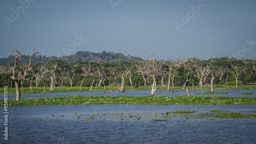 The landscape of Yala National Park in Sri Lanka