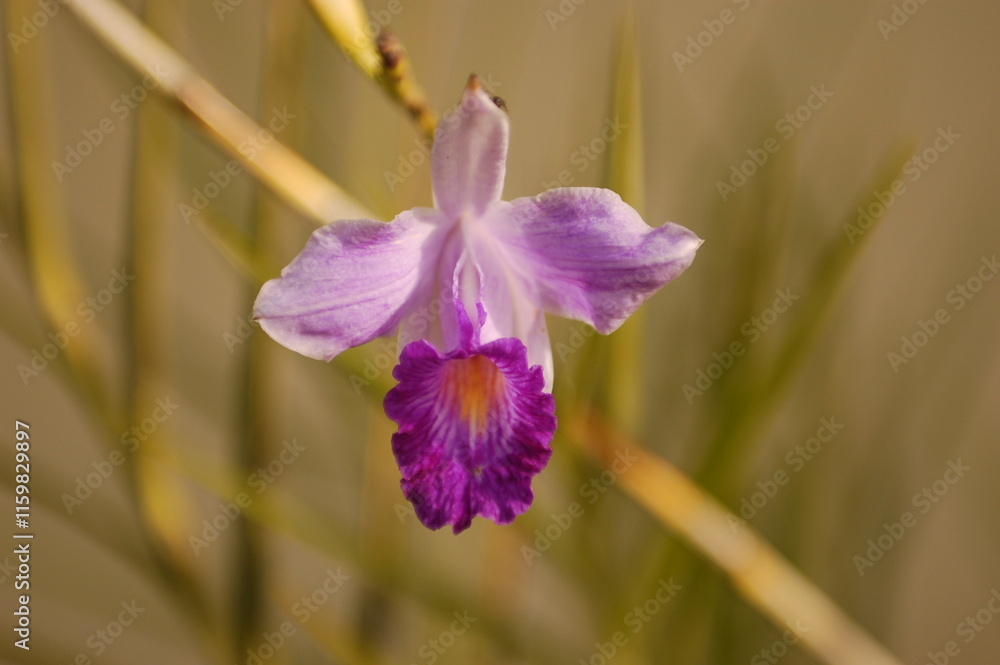 Rose and lilac orchid with petals Rose and lilac orchid with petals