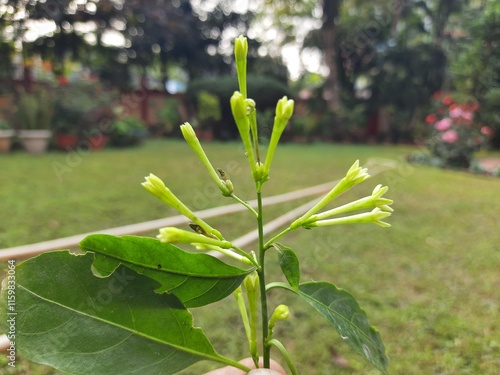 Night blooming jasmine flower. lts other names lady of the night flower, Cestrum nocturnum flower, night-blooming jessamine, night scented jessamine, night-scented cestrum and poisonberry flowers. photo