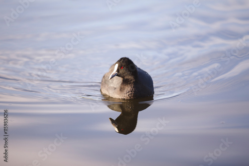 A serene close-up of a Eurasian coot gracefully floating on calm water. The bird's reflection mirrors beautifully on the rippling surface, creating a tranquil and picturesque wildlife scene