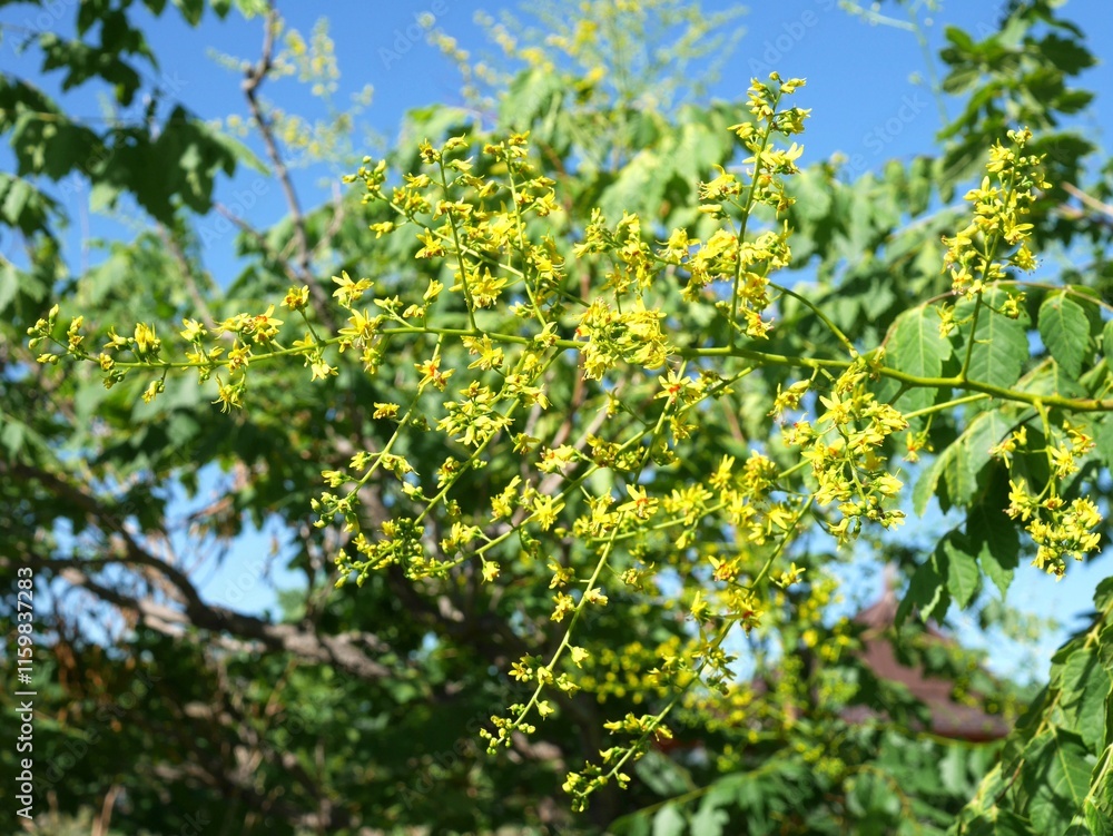 Flowers and leaves of Panicled Goldenrain tree in summer, Colorado Flowers and leaves of Panicled Goldenrain tree in summer, Colorado