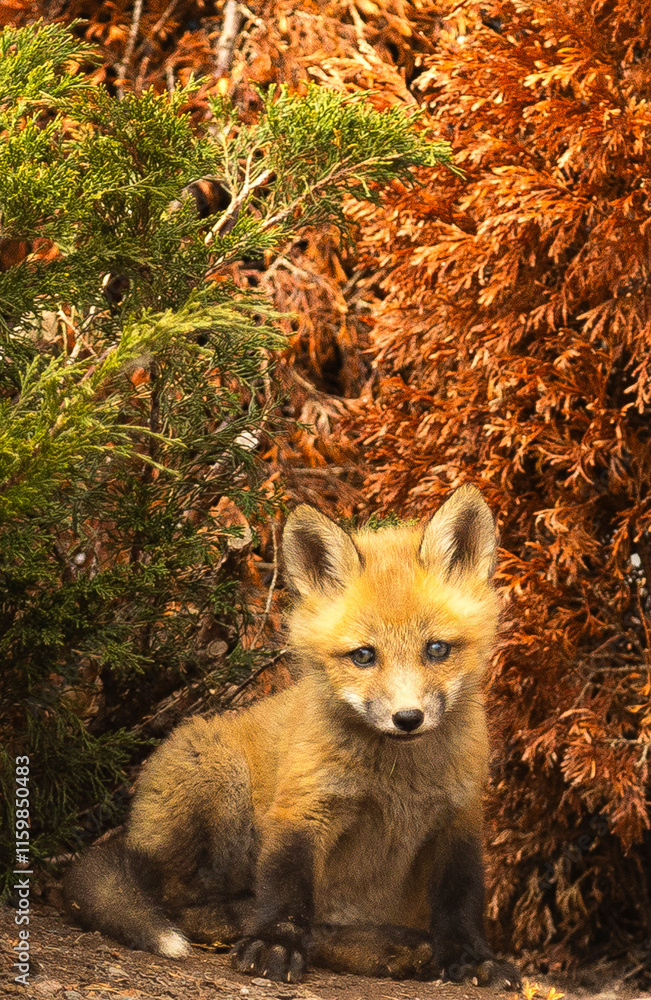 Fototapeta premium Red Fox Pups playing together