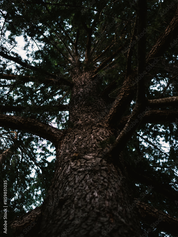 Naklejka premium Tree trunk