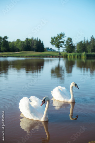 swans on the lake