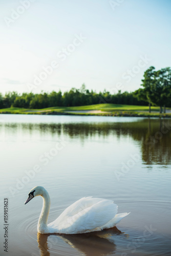 swan on the lake