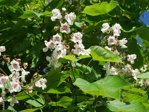 Flowers of Western Catalpa tree in summer, Colorado