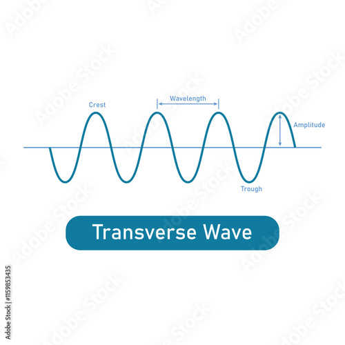 Transverse wave in physics. Direction of particle motion. Crest, trough, wavelength and amplitude of the wave.