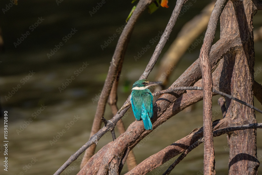 Fototapeta premium Collared kingfisher in mangrove forest in Thailand