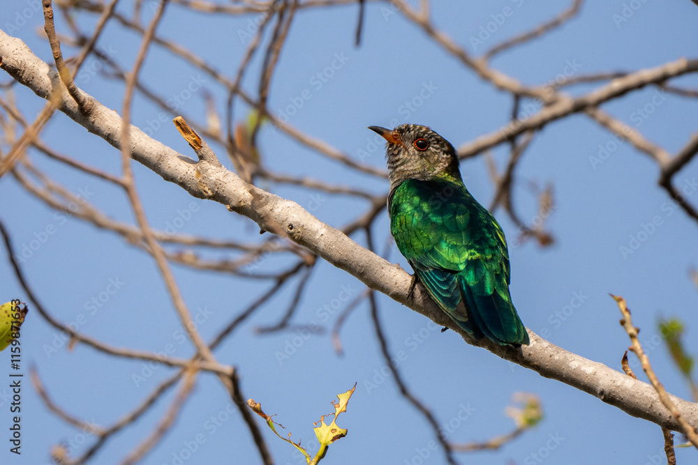 Asian Emerald Cuckoo stand in the rain forest Asian Emerald Cuckoo stand in the rain forest
