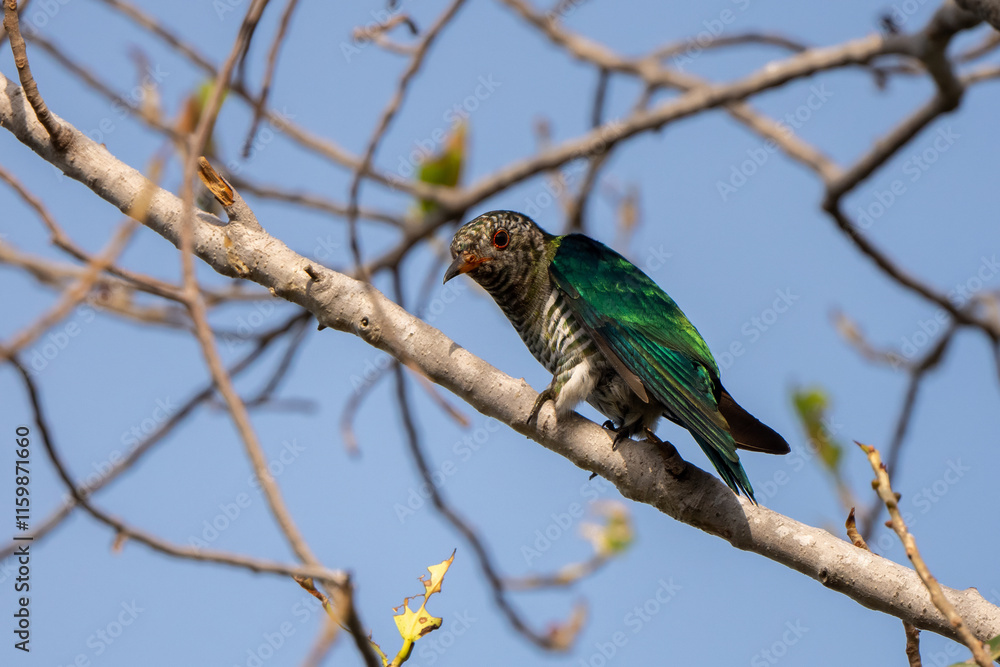 Asian Emerald Cuckoo  stand in the rain forest