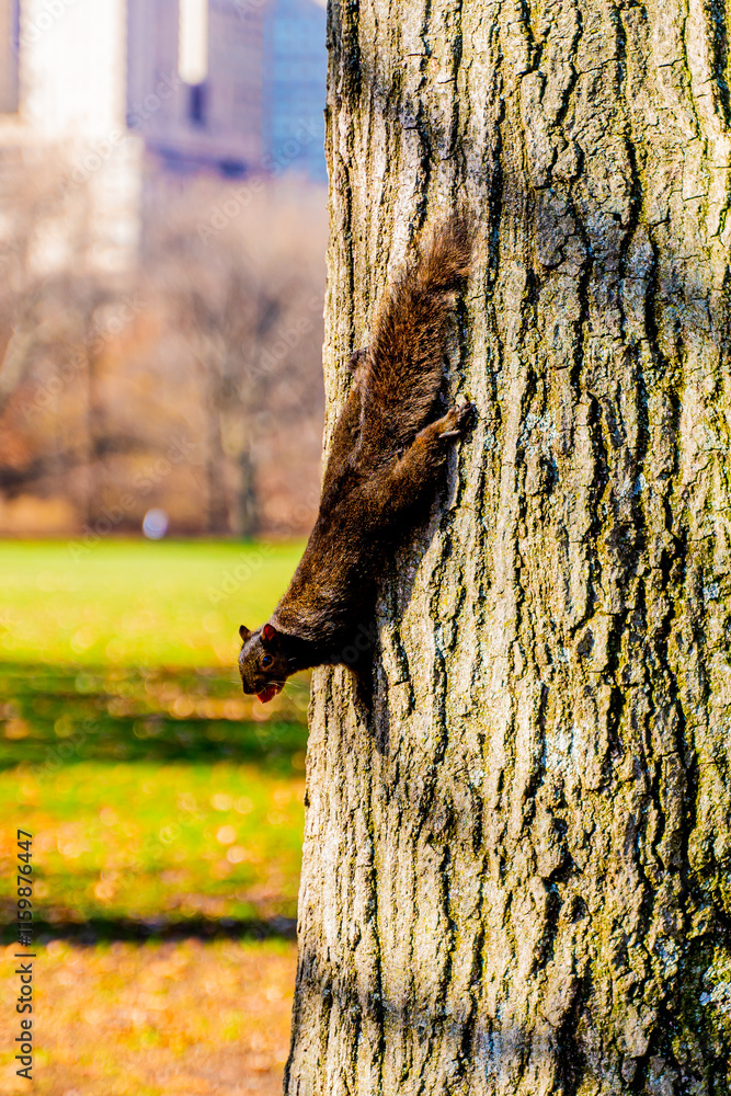 Obraz premium a squirrel on the tree central park new york