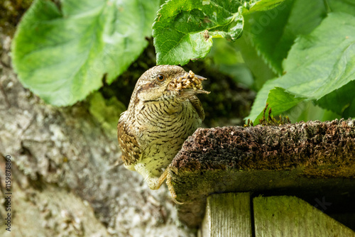 Eurasian wryneck standing on a wooden nesting box after collecting food for chicks during breeding season in rural Estonia, Northern Europe photo