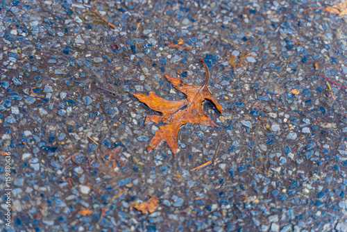 a leaf on asphalt in new york