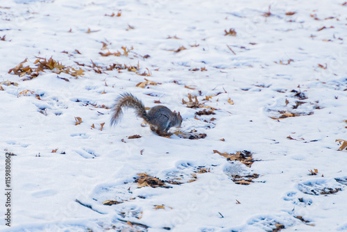 squirrel in the central Park new york