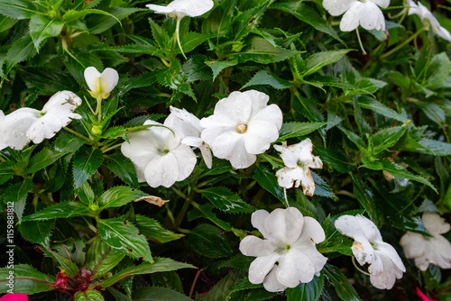 Flores Maria-sem-vergonha, beijo turco, balsamina ou impatiens. photo